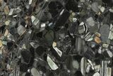 Polished Black Jasper Conglomerate Slab - Australia #279883-1